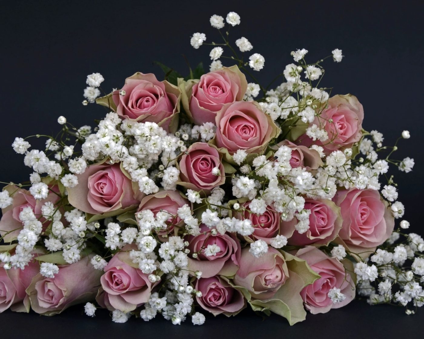 Pink roses and gypsophila against a dark background